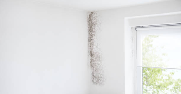 Best Real Estate Mold Inspection  in The Dalles, OR