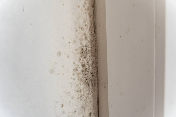 Best Residential Mold Inspection & Testing  in The Dalles, OR