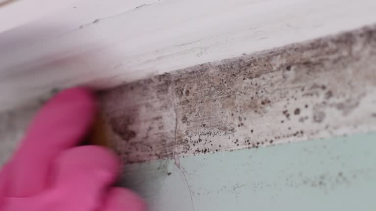 Best Mold Odor Removal Services  in The Dalles, OR